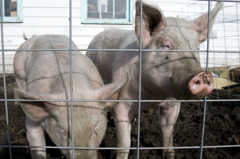 Livestock Fencing Installation